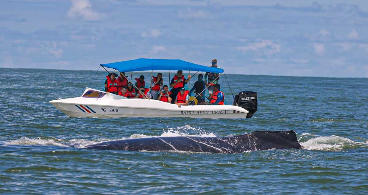Whale watching in Uvita, Costa Rica